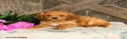 Mini Goldendoodle dogs for sale: Jonathan - Ad 3