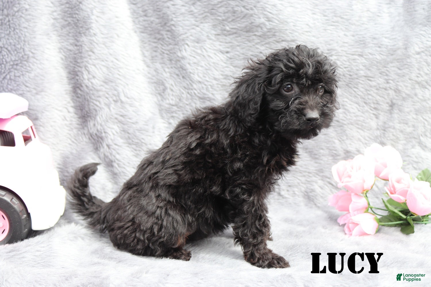 Mini Goldendoodle dogs for sale: Lucy - Ad 5