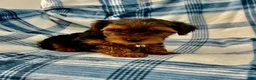 Yorkshire Terrier dogs for sale: Bill Boy-Yorkshire Terrier 2 - Ad 2