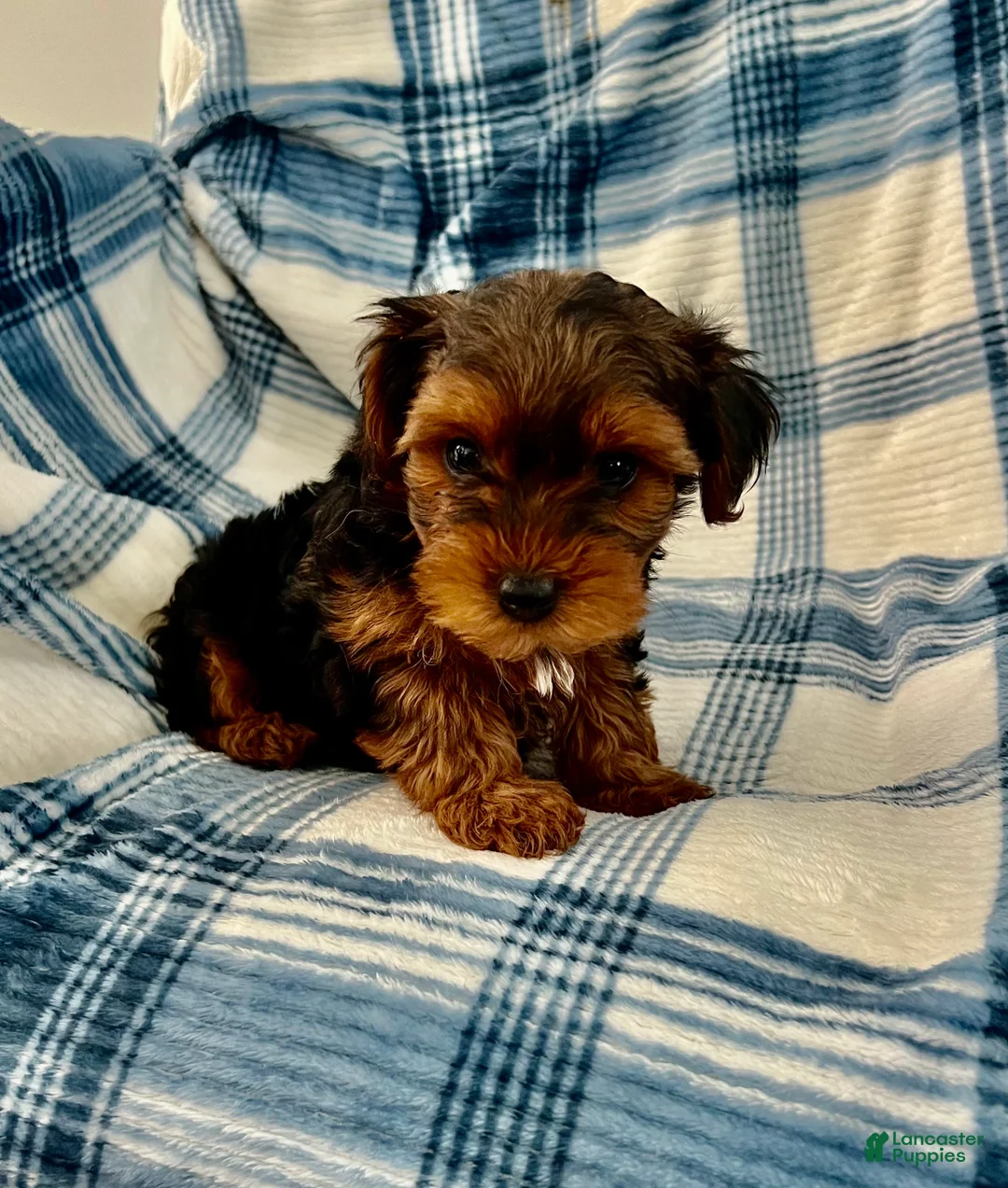 Yorkshire Terrier dogs for sale: Bill Boy-Yorkshire Terrier 2 - Ad 2