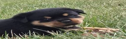 Rottweiler dogs for sale: Mr Benji - Ad 1