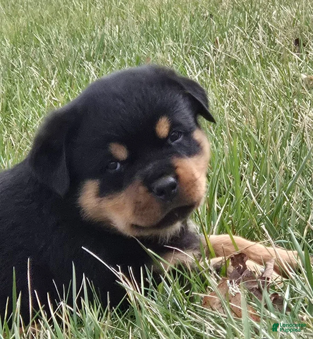 Rottweiler dogs for sale: Mr Benji - Ad 1