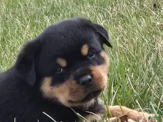 Rottweiler dogs for sale: Mr Benji - Ad 3