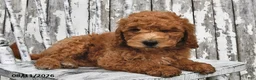 Goldendoodle dogs for sale: Becky - Ad 9