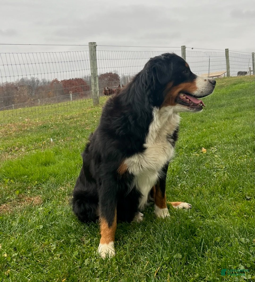 Mini Bernedoodle dogs for sale: Lilly - Ad 7