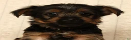 Yorkshire Terrier dogs for sale: Leo - Ad 9