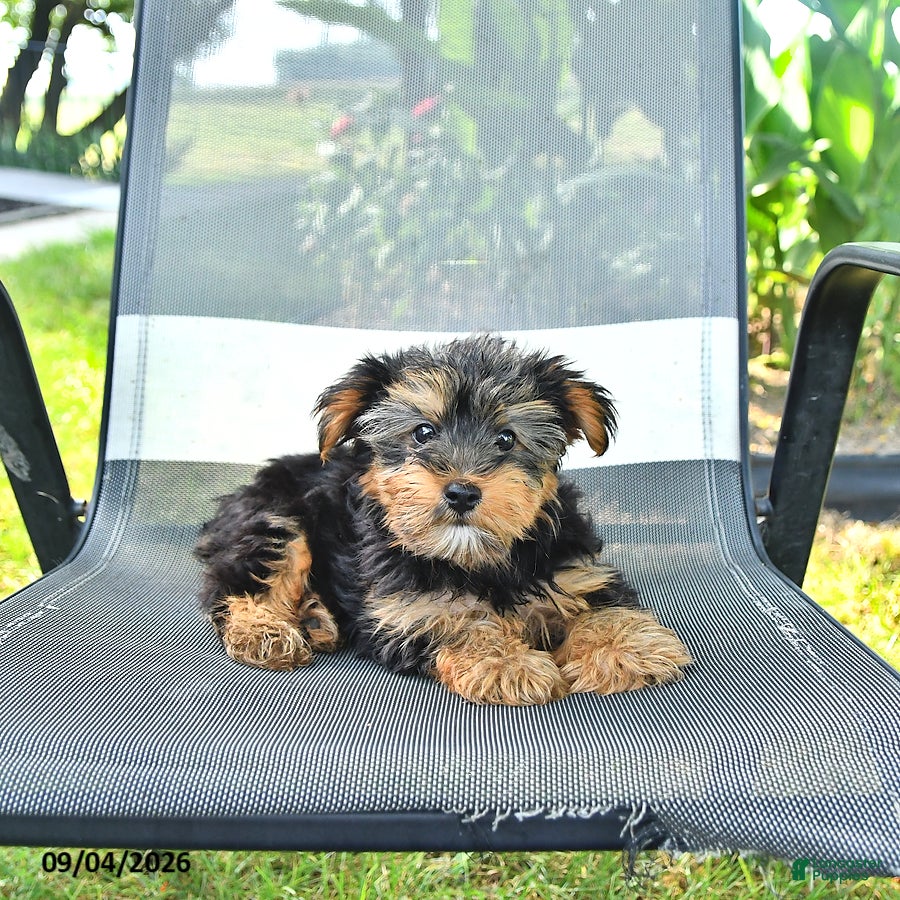 Yorkshire Terrier dogs Rex - Ad 1
