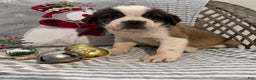 Saint Bernard dogs for sale: Luna - Ad 3