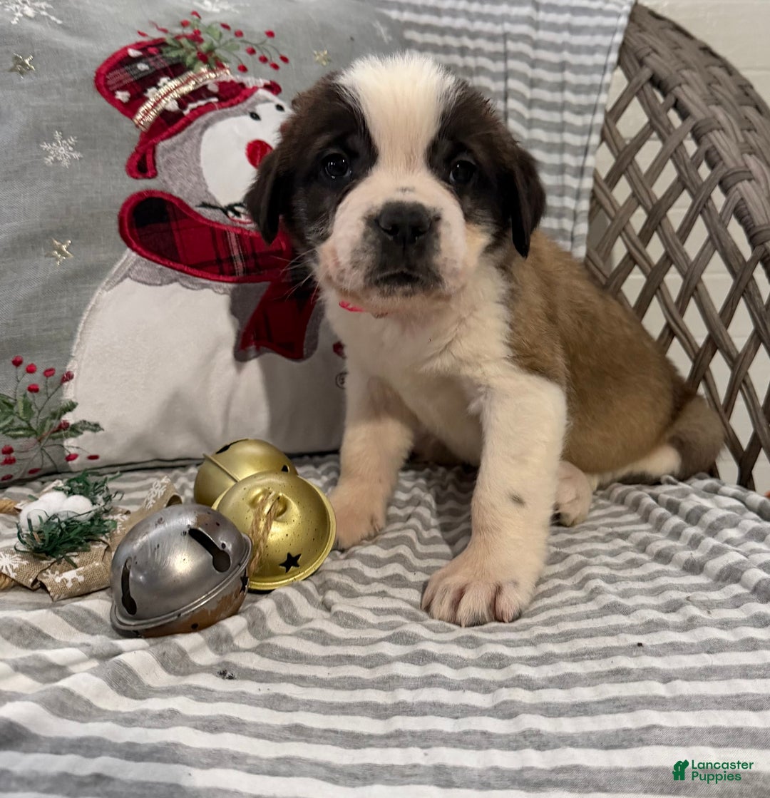 Saint Bernard dogs for sale: Luna - Ad 3