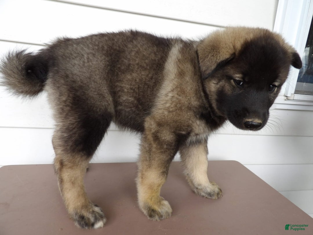 Gallery Image {{count}}