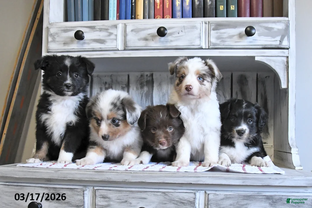Miniature Australian Shepherd dogs for sale: Eden - Ad 5
