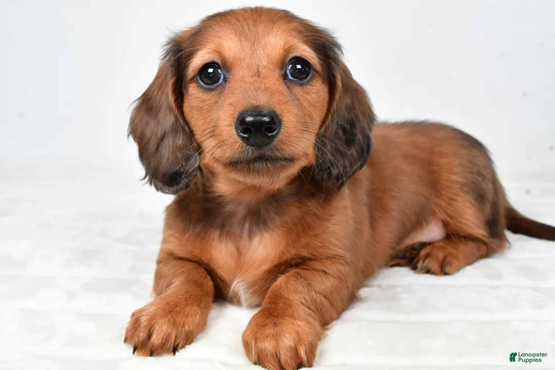 Miniature Dachshund dogs for sale: Chelsea - Ad 1