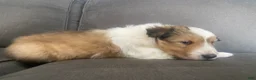 Shetland Sheepdog dogs for sale: Shetland Sheepdog Puppy 2 - Ad 7