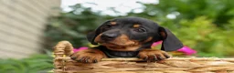 Miniature Dachshund dogs for sale: Houston🐾 - Ad 15