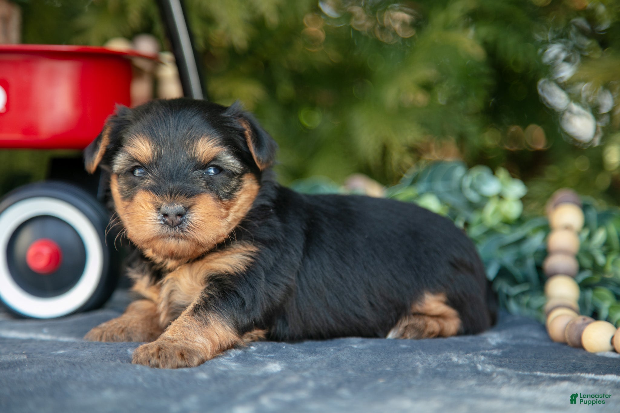 Yorkshire Terrier dogs Tori - Ad 2