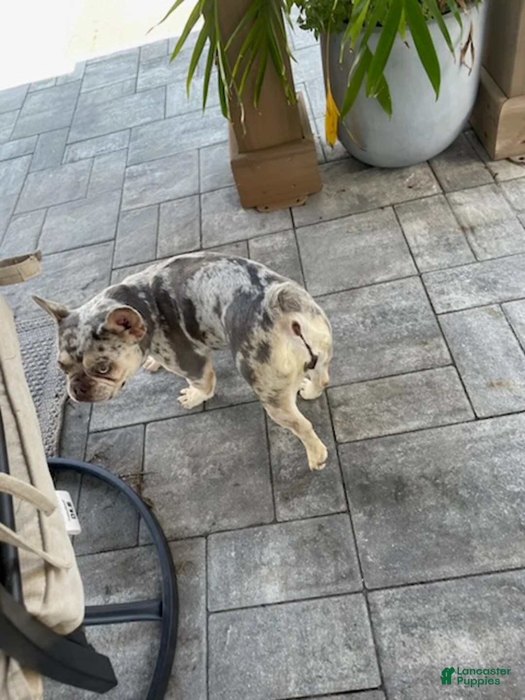 French Bulldog dogs for sale: Girl - Ad 3