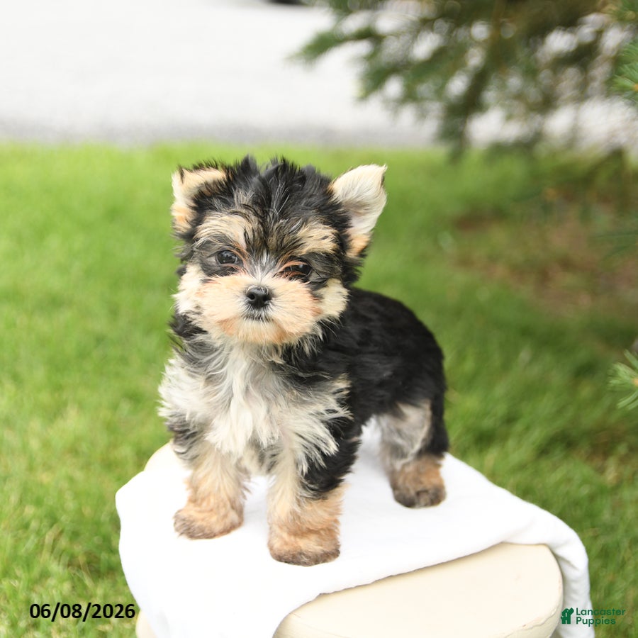 Morkie dogs Baxter - Ad 1