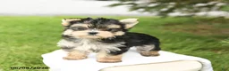 Morkie dogs for sale: Baxter - Ad 1