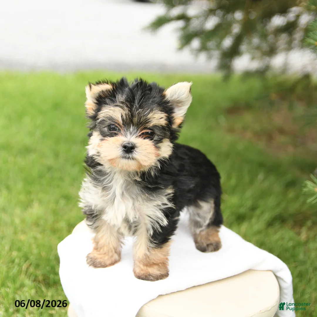 Morkie dogs for sale: Baxter - Ad 1