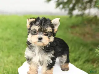 Morkie dogs for sale: Baxter - Ad 4