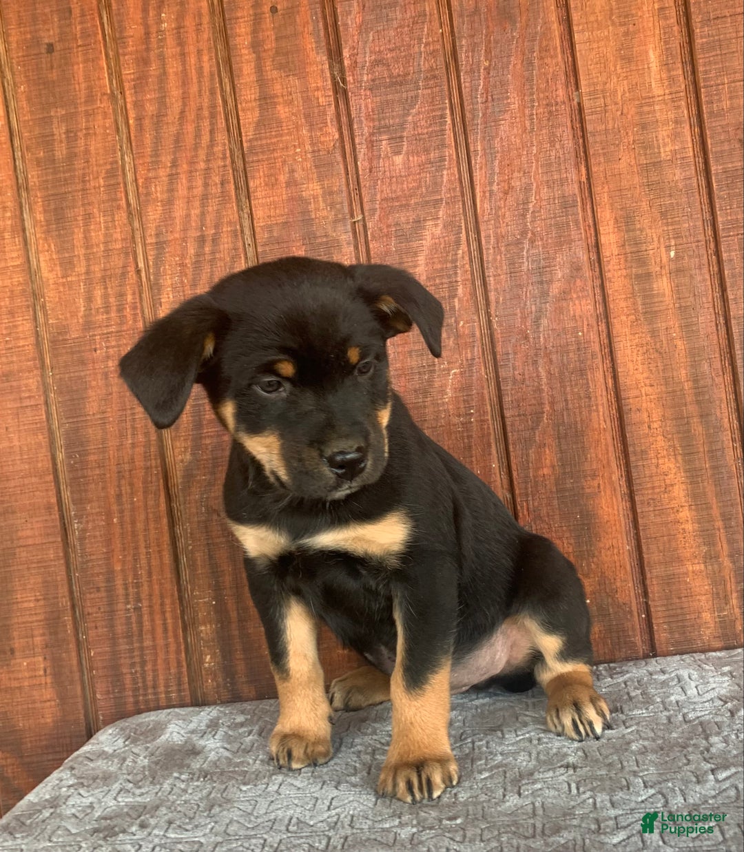 Mixed Breed dogs for sale: buddy - Ad 3