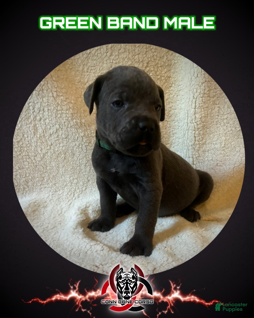 Cane Corso dogs Cane Corso Puppy 3 - Ad 34