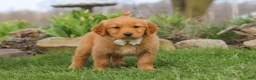 Golden Retriever dogs for sale: Hazel - Ad 1