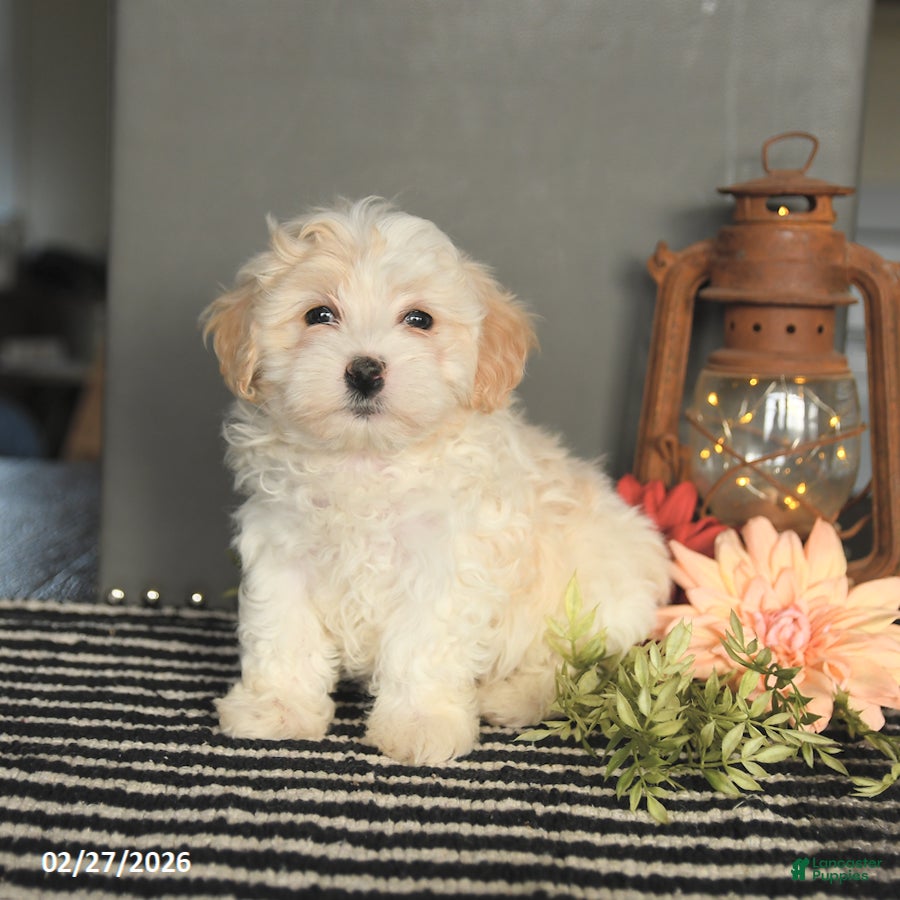 Maltipoo dogs Felix - Ad 2