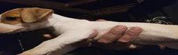 Jack Russell Terrier dogs for sale: Jack Russell Terrier 2 - Ad 6
