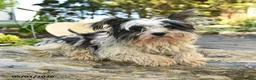 Biewer Terrier dogs for sale: Bud - Ad 2
