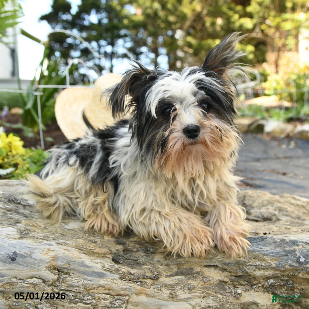 Biewer Terrier dogs for sale: Bud - Ad 2