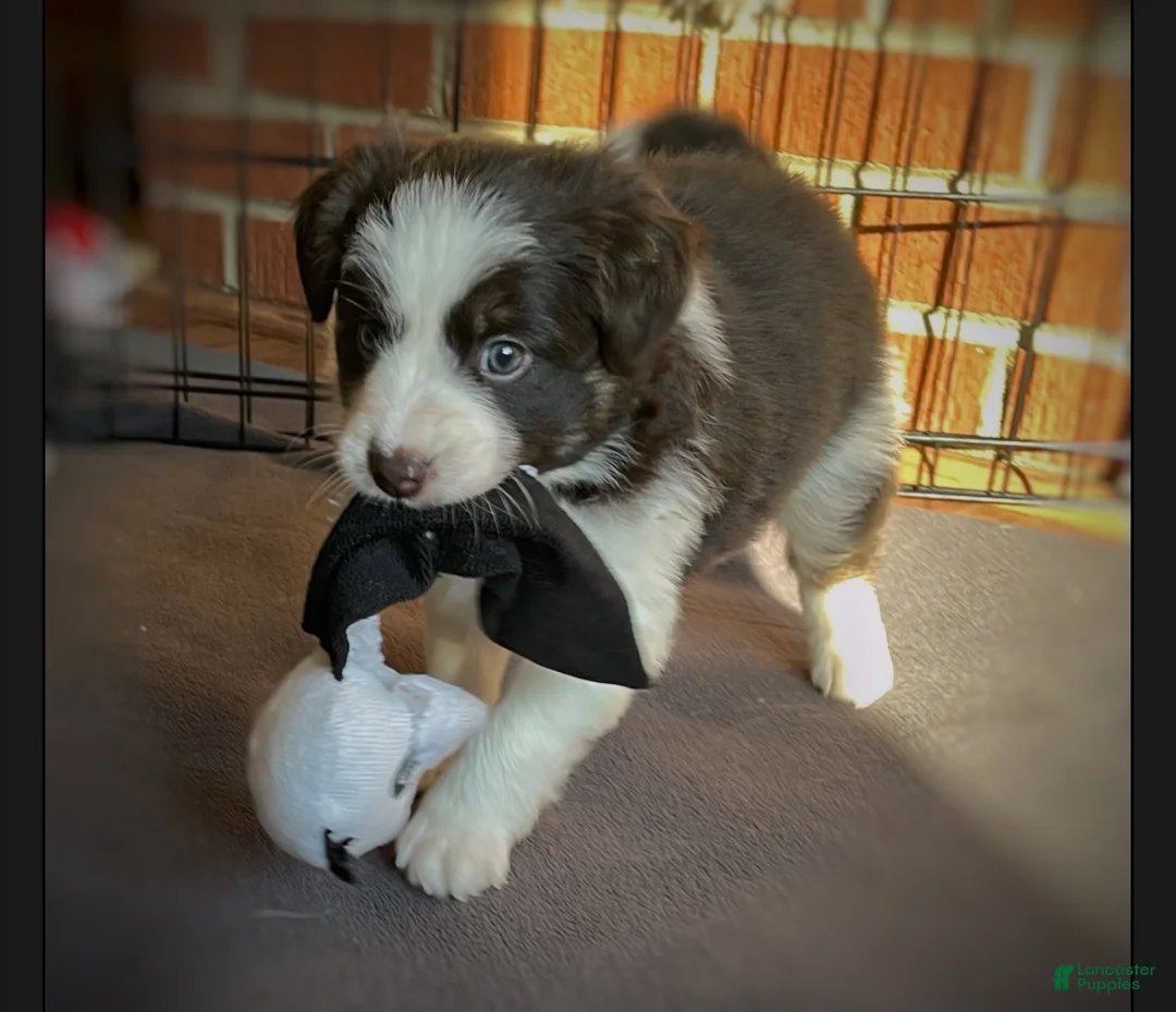 Mixed Breed dogs for sale: SOLD.  J - Female - Ad 20