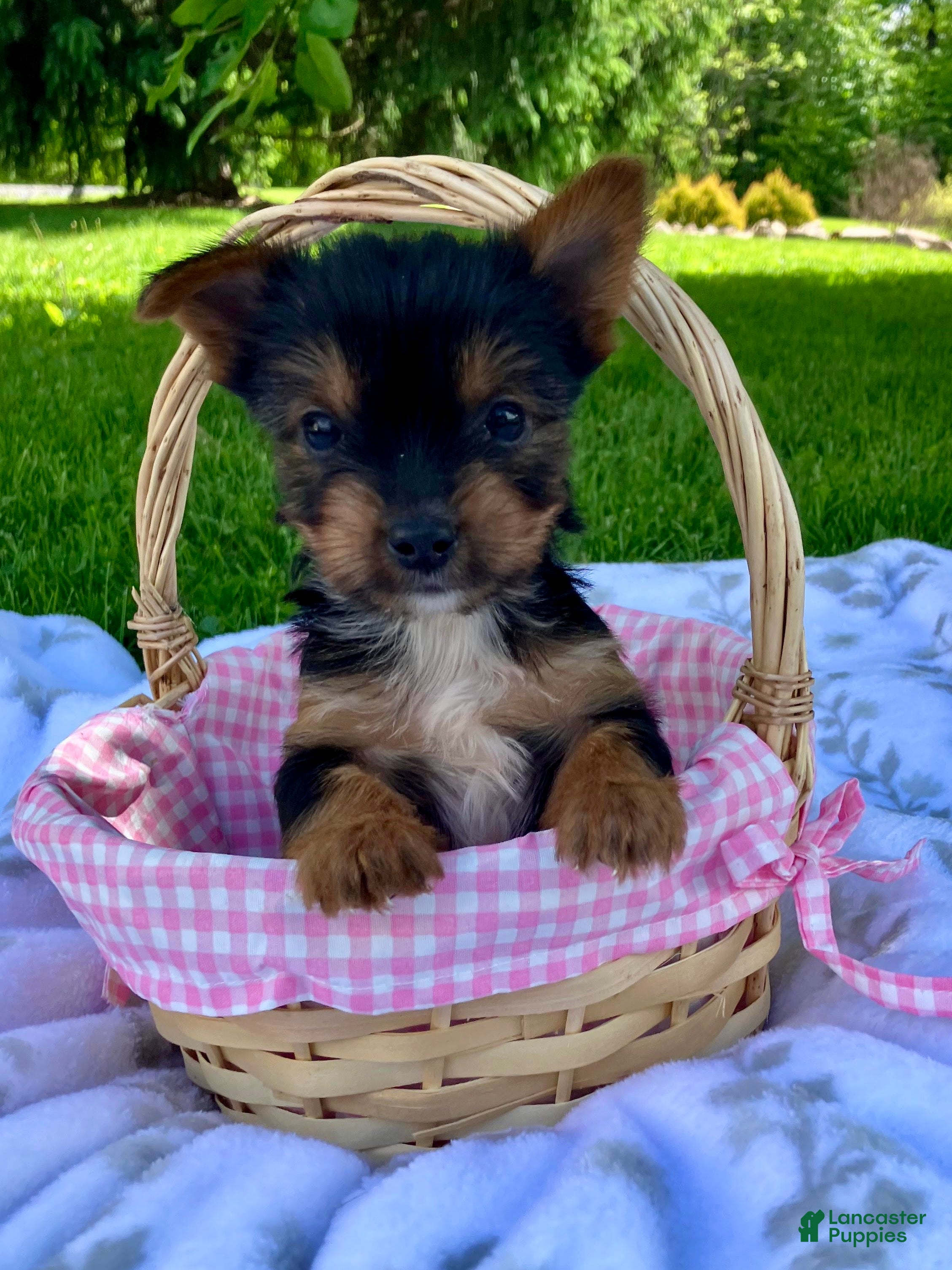Yorkshire Terrier dogs Ava - Ad 2