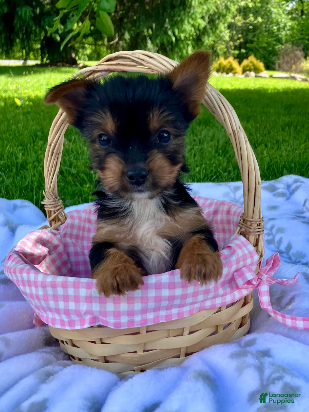 Yorkshire Terrier dogs for sale: Ava - Ad 2
