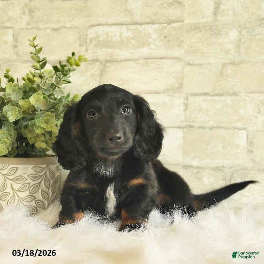 Miniature Dachshund dogs Buddy  - Ad 2