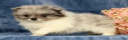 Pomeranian dogs for sale: Lucy - Ad 5