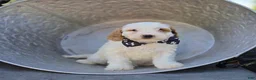 Cavapoo dogs for sale: Bobby - Ad 2