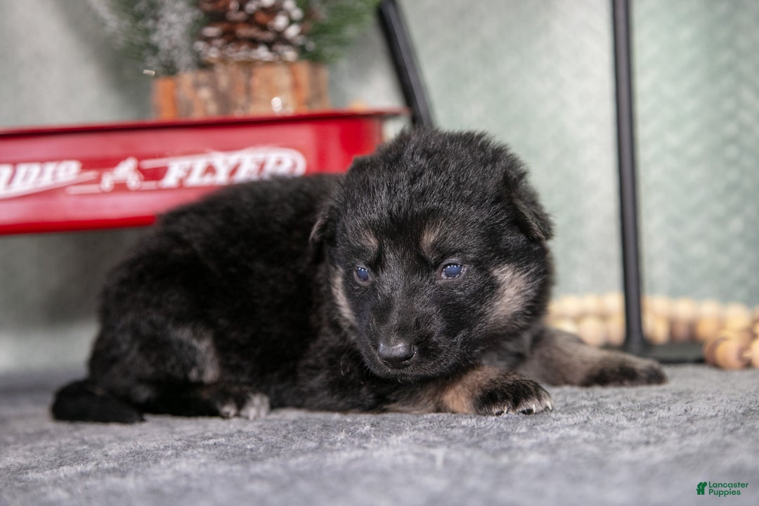 German Shepherd dogs for sale: Lola - Ad 2