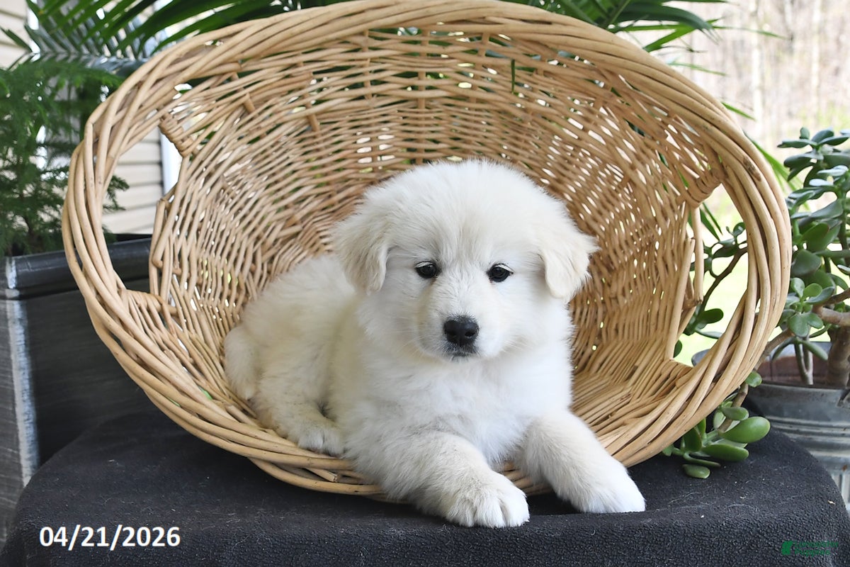 Samoyed dogs Rose - Ad 2