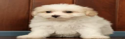 Pomapoo dogs for sale: Pixie - Ad 7