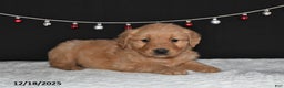 Golden Retriever dogs for sale: Antonio - Ad 2