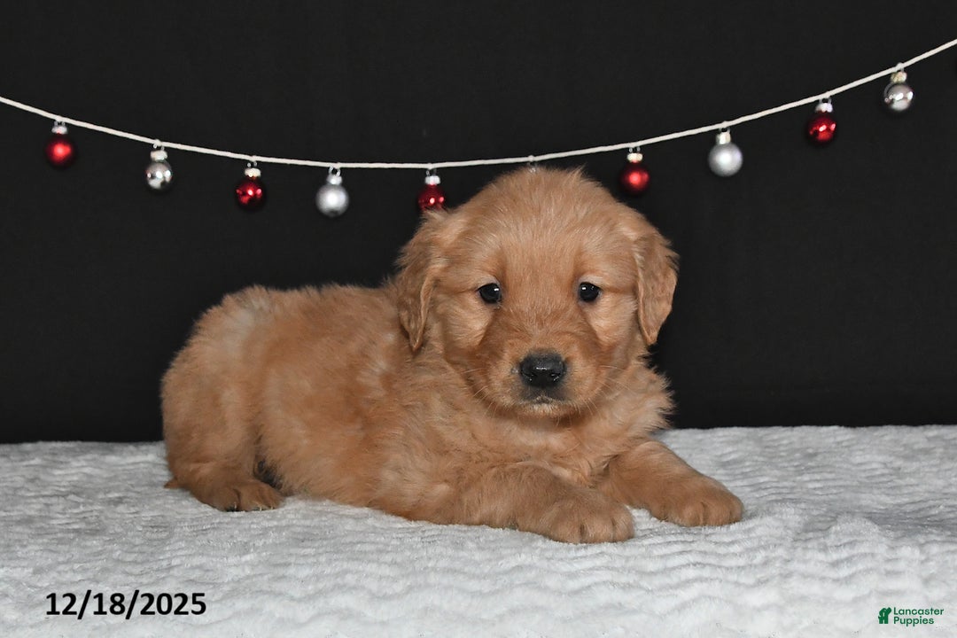 Golden Retriever dogs for sale: Antonio - Ad 2