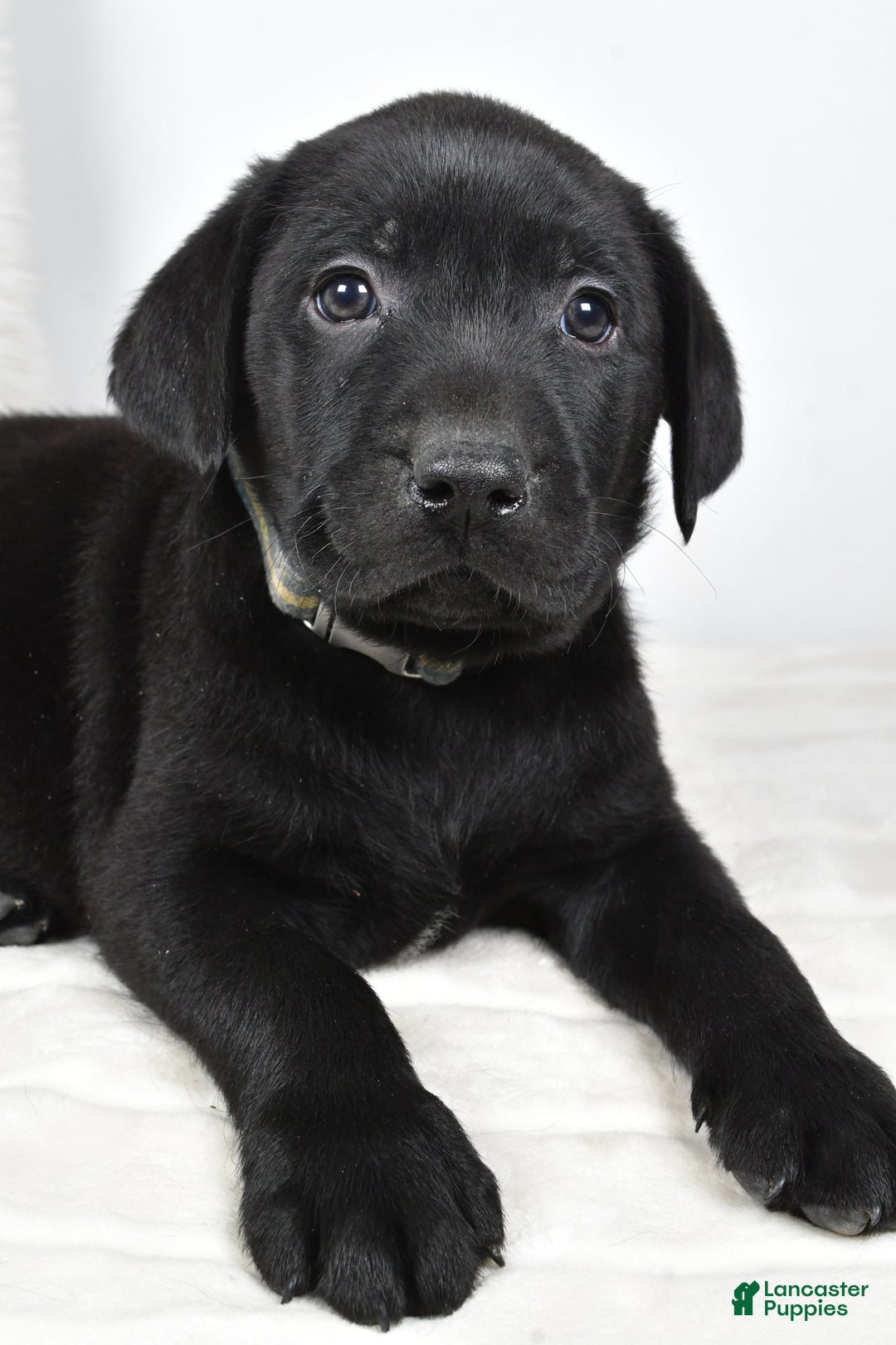 Labrador Retriever dogs for sale: Max - Ad 6