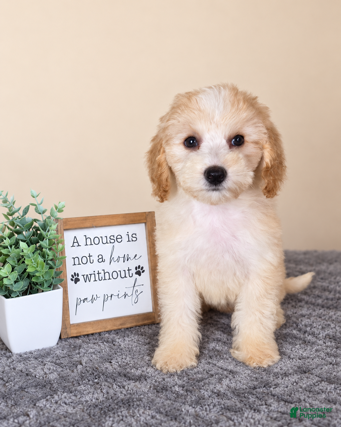 Mini Goldendoodle dogs Angel - Ad 8