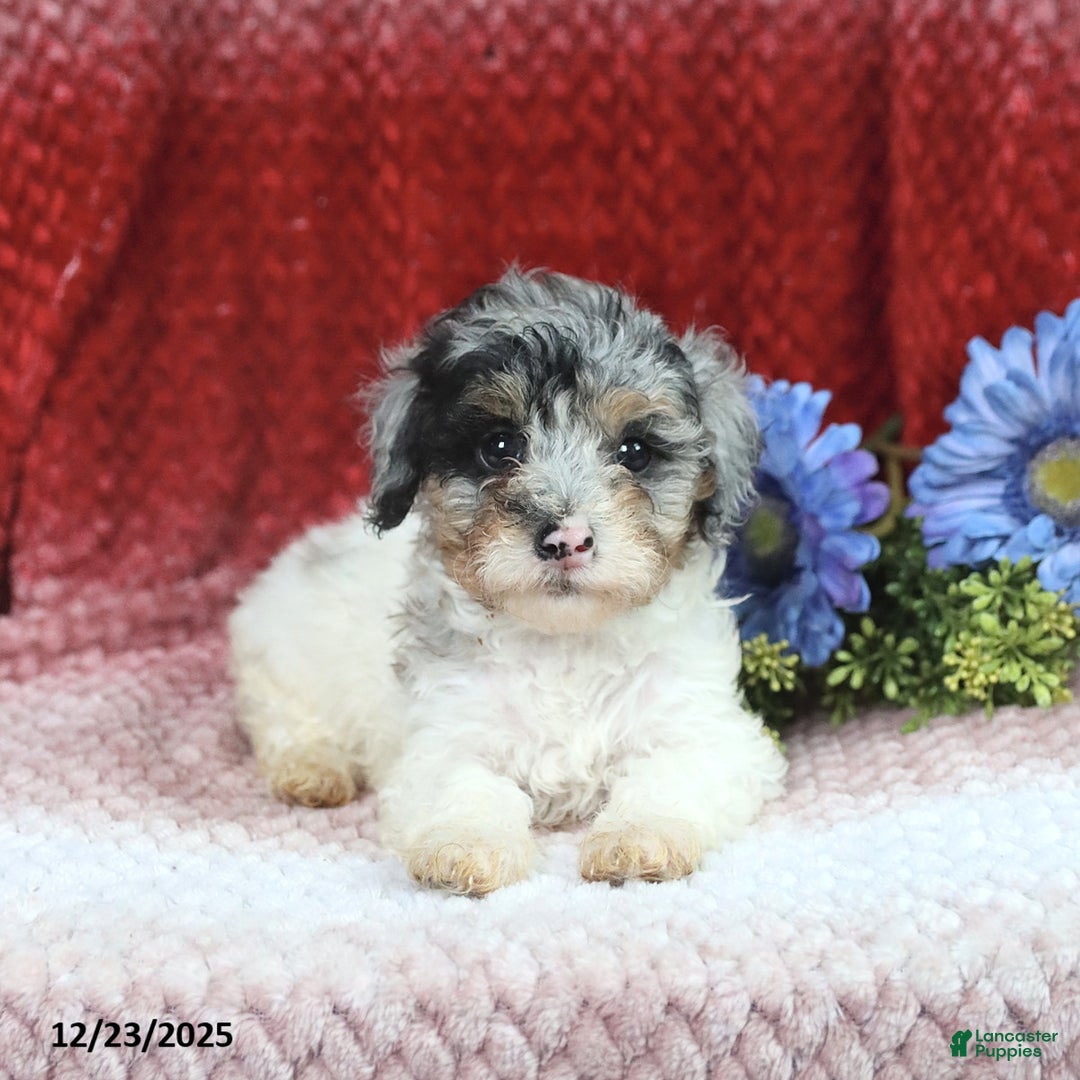 Miniature Poodle dogs for sale: Madalene - Ad 4