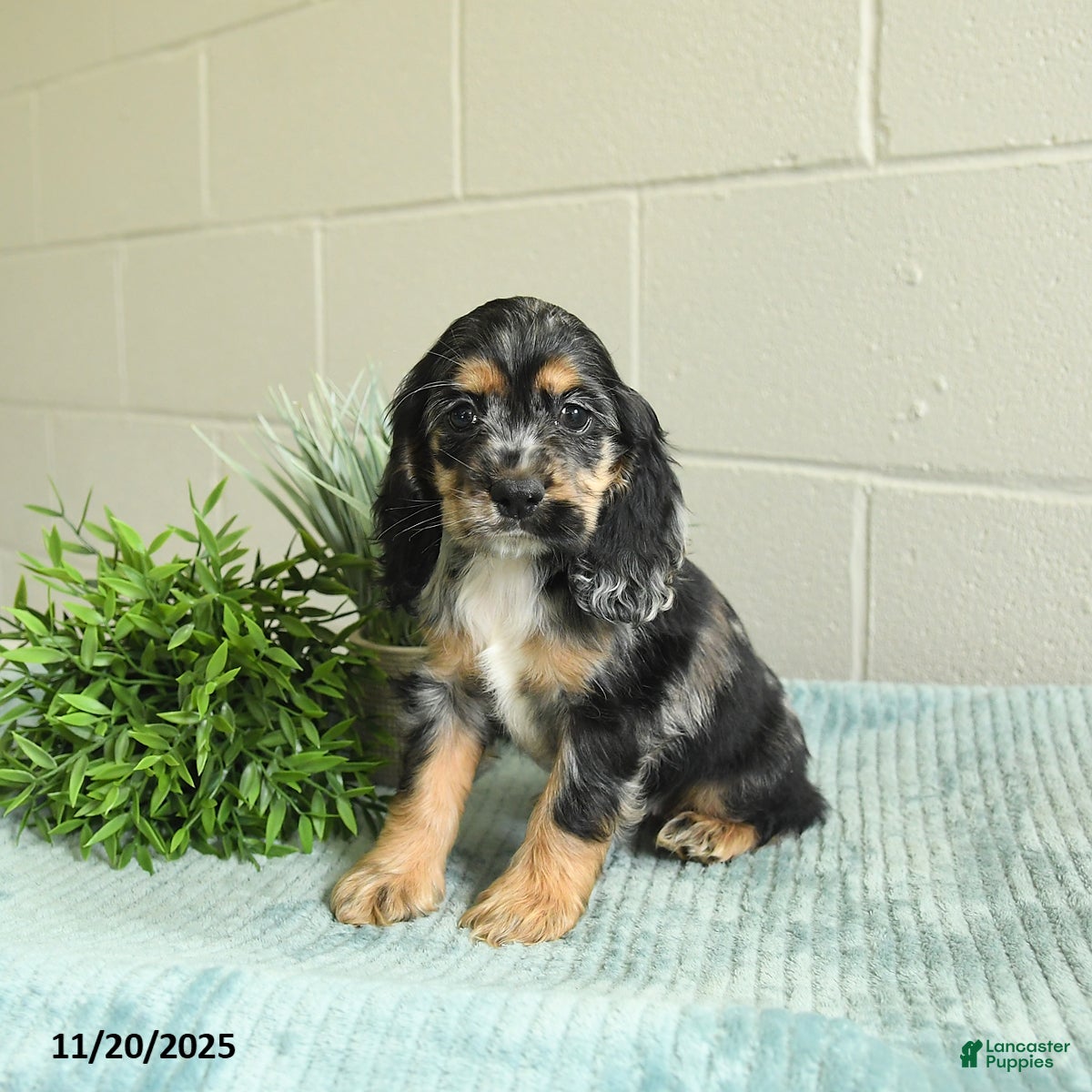 Cocker Spaniel dogs Dixie - Ad 17