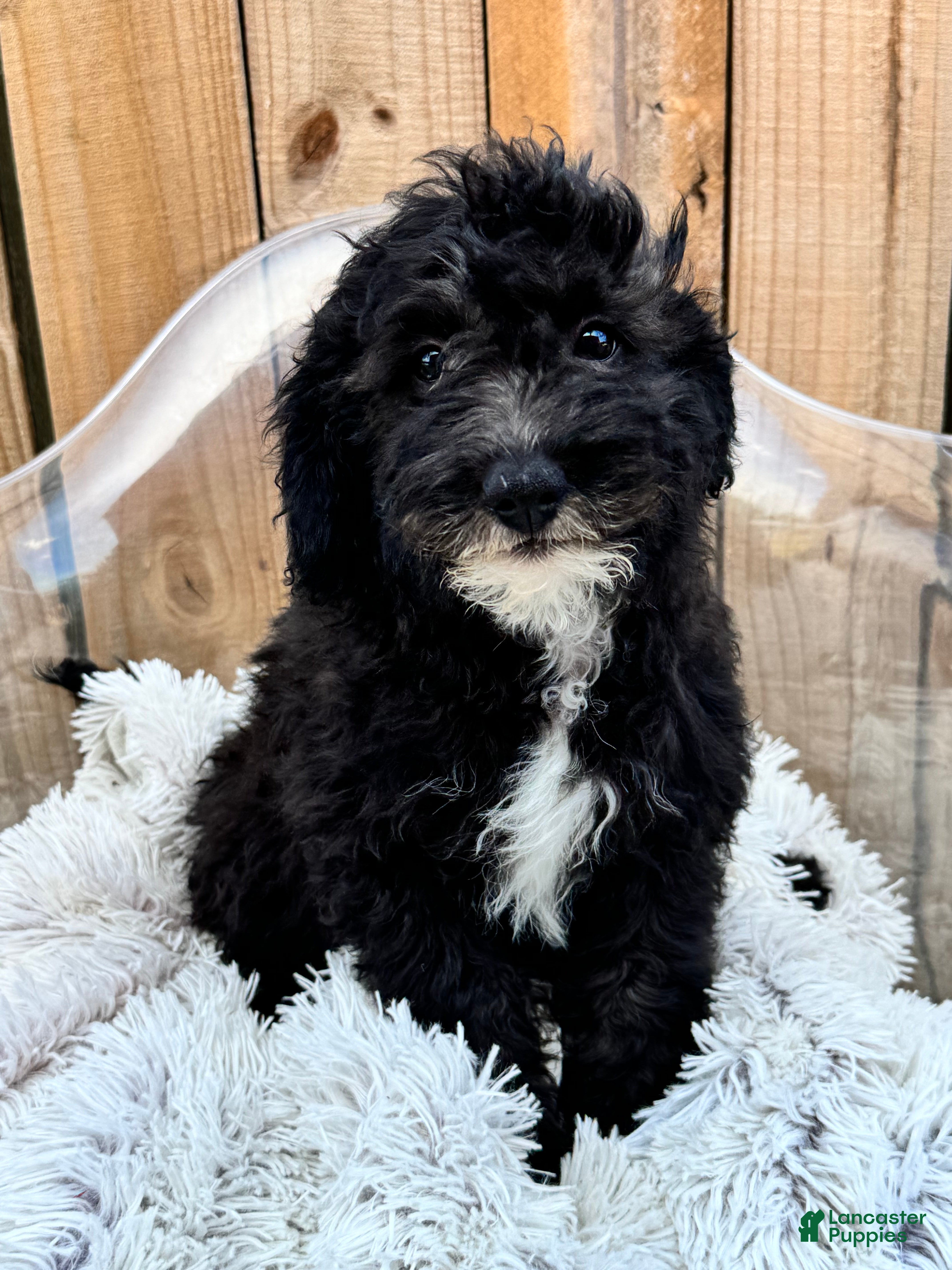 Mini Bernedoodle dogs Nico - Ad 24