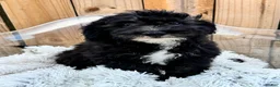 Mini Bernedoodle dogs for sale: Nico - Ad 2