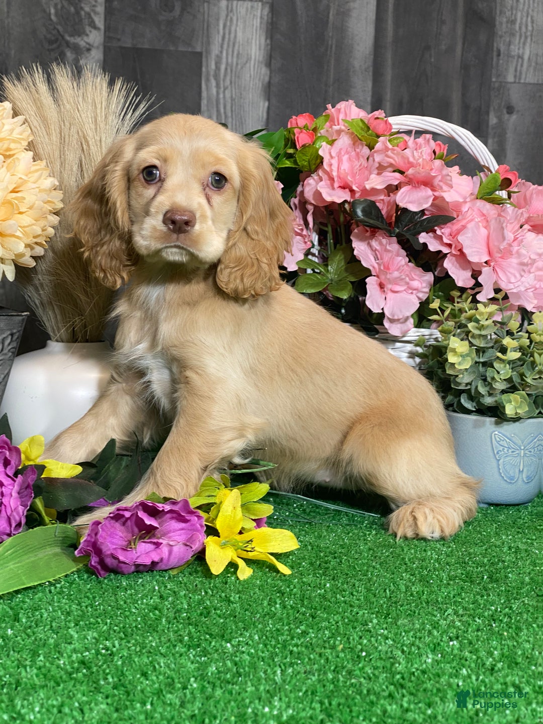 Cocker Spaniel dogs for sale: Tanya - Ad 5