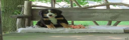 Bernese Mountain Dog dogs for sale: Jaci  - Ad 6
